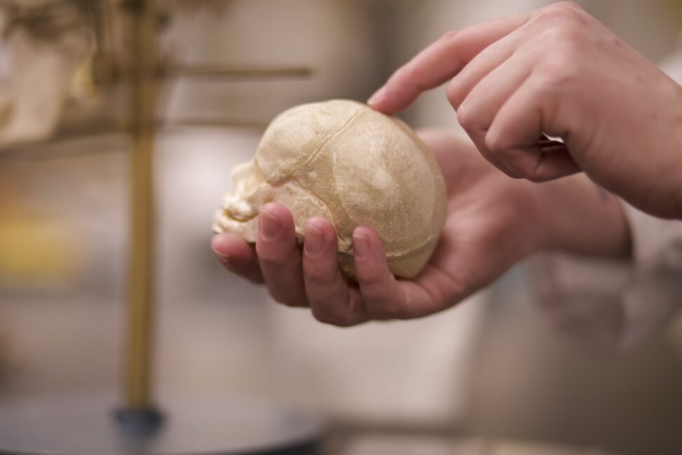 Close up of student pointing at the top of a baby skull.